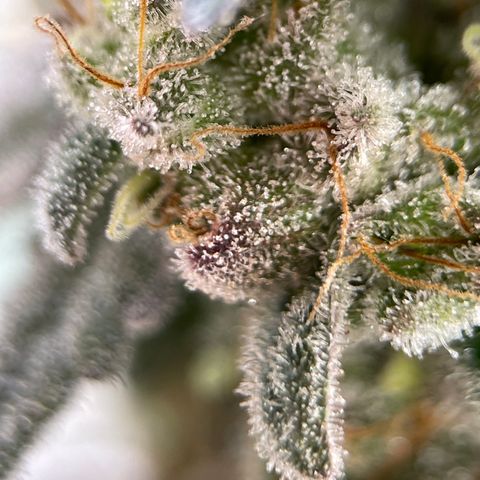 Princess Grodd growlog timeline photo