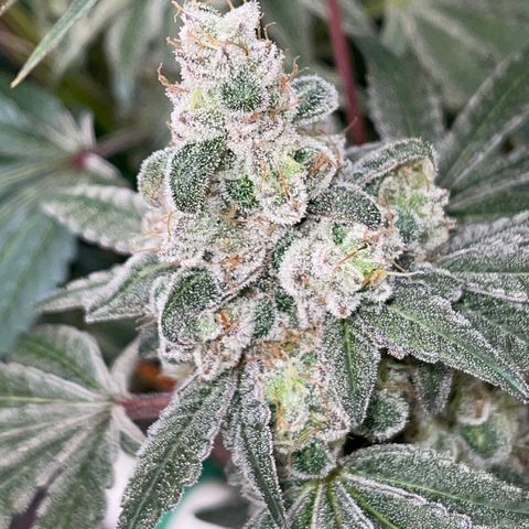 Princess Grodd growlog timeline photo
