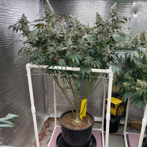 Princess Grodd growlog timeline photo