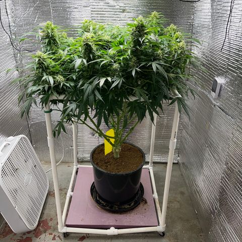 Candy Cane growlog timeline photo