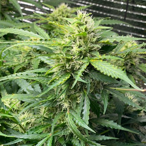 Candy Cane growlog timeline photo