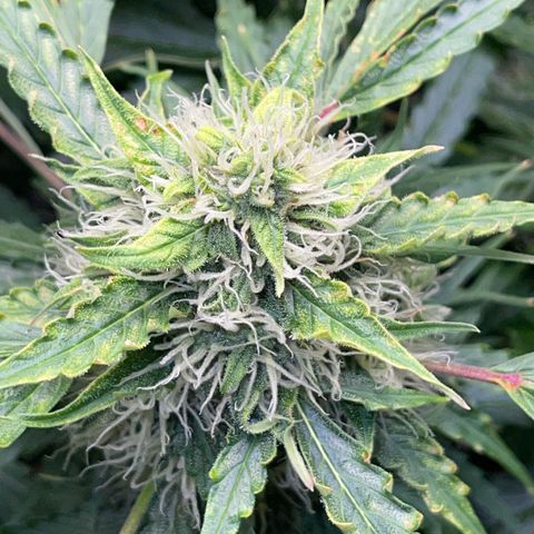 Candy Cane growlog timeline photo