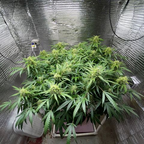 Candy Cane growlog timeline photo