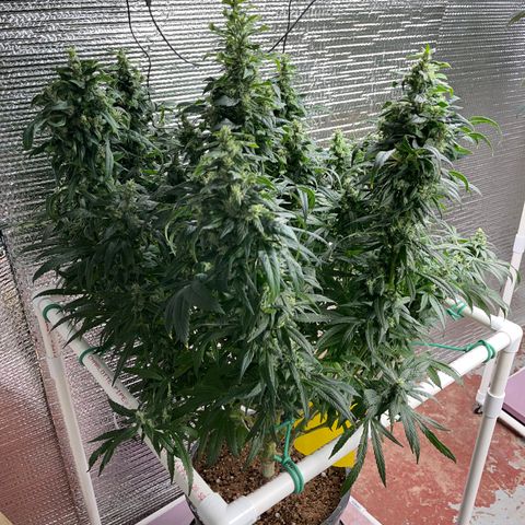 Lucyfur growlog timeline photo