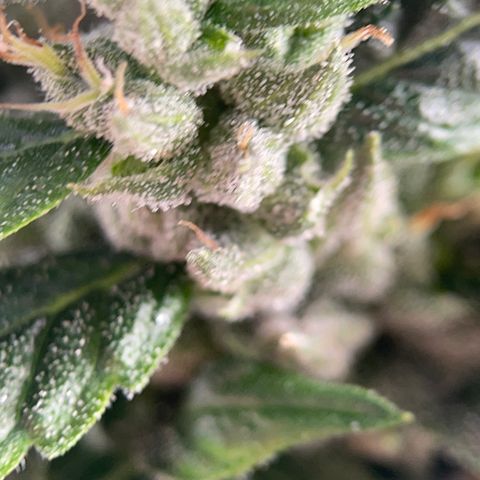 Lucyfur growlog timeline photo