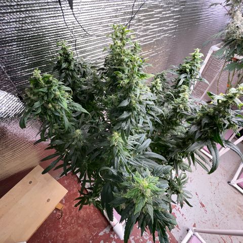 Lucyfur growlog timeline photo