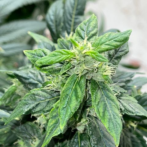 Lucyfur growlog timeline photo