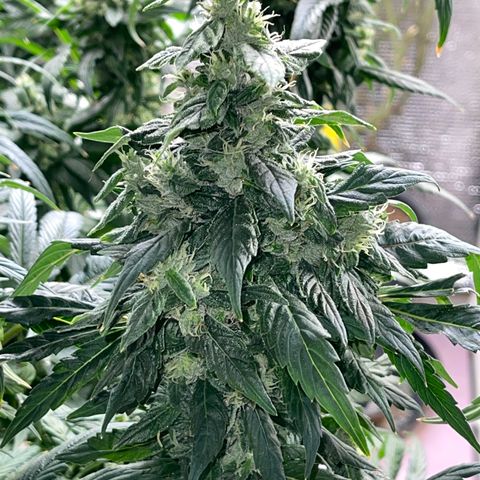 Lucyfur growlog timeline photo