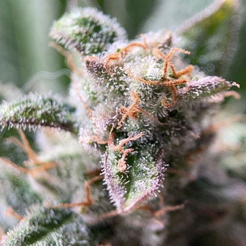Harle Quin growlog timeline photo