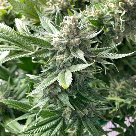 Harle Quin growlog timeline photo