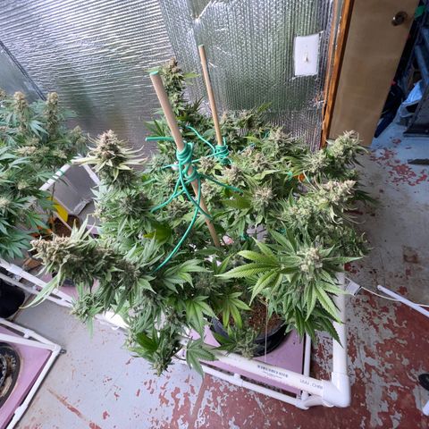 Harle Quin growlog timeline photo