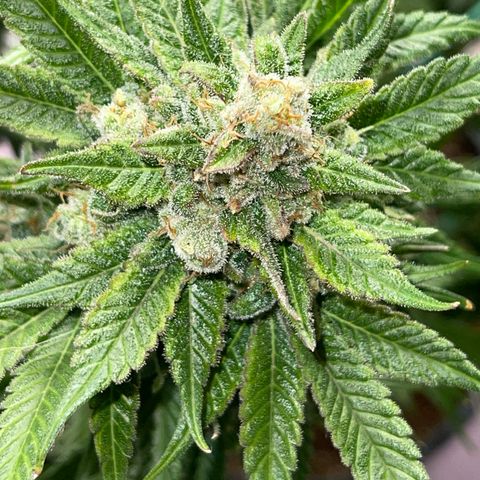 Harle Quin growlog timeline photo