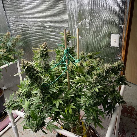 Harle Quin growlog timeline photo