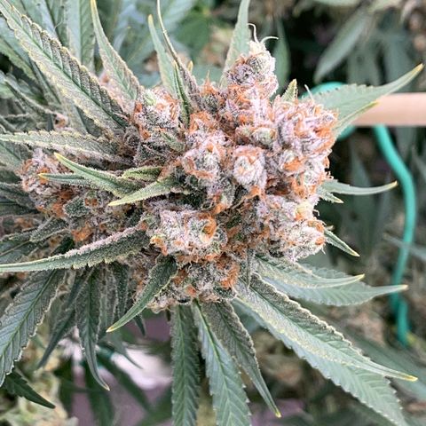 GI Jane growlog timeline photo