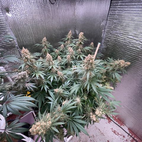 GI Jane growlog timeline photo