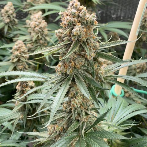 GI Jane growlog timeline photo