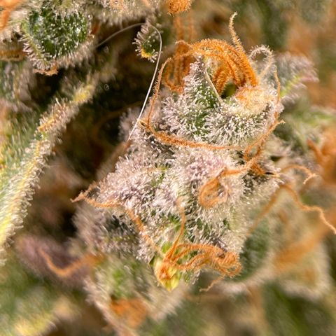 GI Jane growlog timeline photo