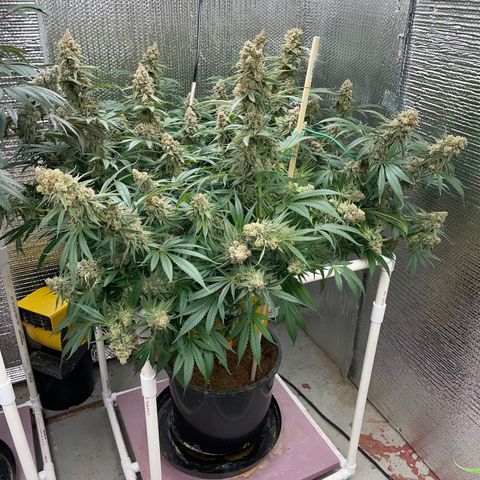 GI Jane growlog timeline photo
