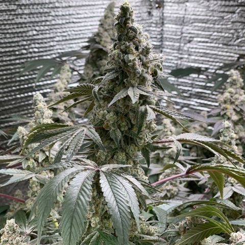 Princess Grodd growlog timeline photo