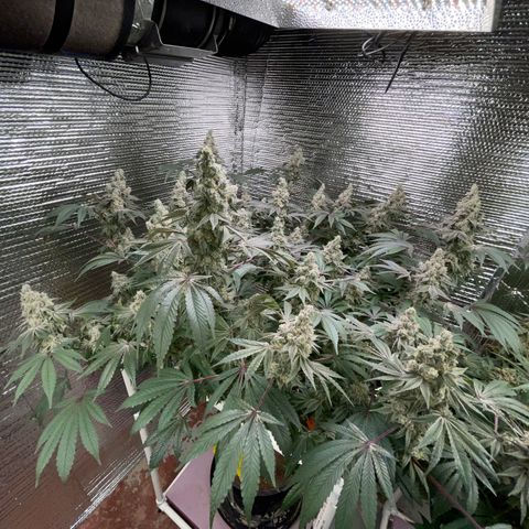 Princess Grodd growlog timeline photo
