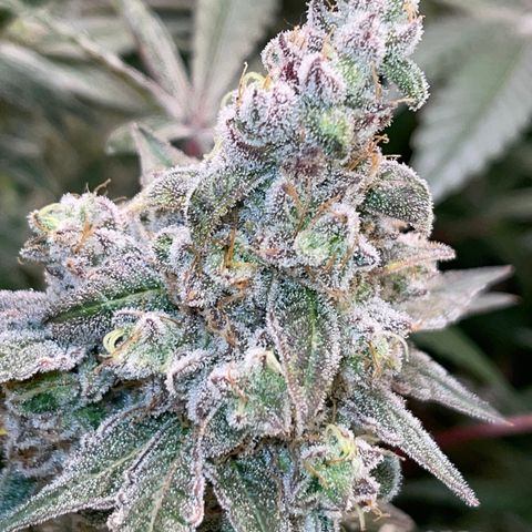 Princess Grodd growlog timeline photo