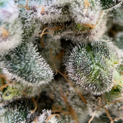 Princess Grodd growlog timeline photo