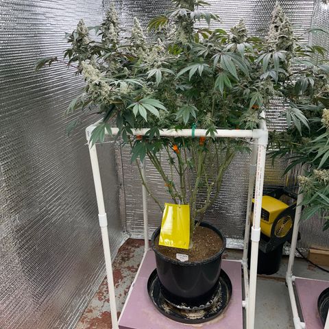 Princess Grodd growlog timeline photo