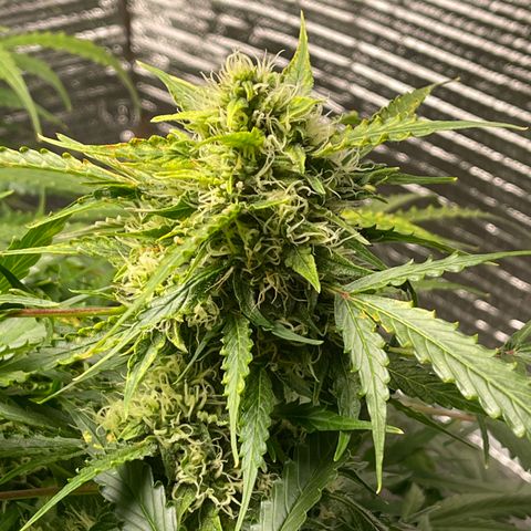 Candy Cane growlog timeline photo