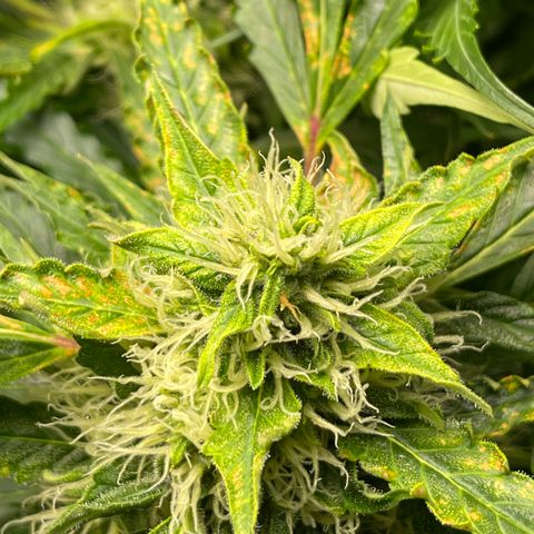 Candy Cane growlog timeline photo