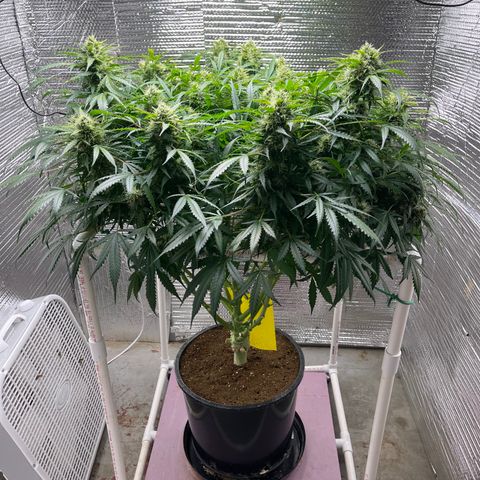 Candy Cane growlog timeline photo