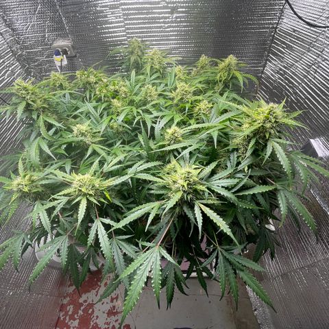 Candy Cane growlog timeline photo