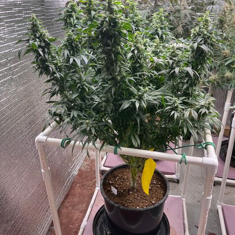 Lucyfur growlog timeline photo