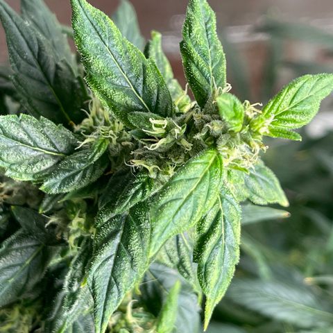 Lucyfur growlog timeline photo