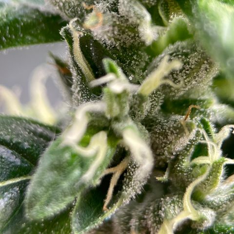 Lucyfur growlog timeline photo