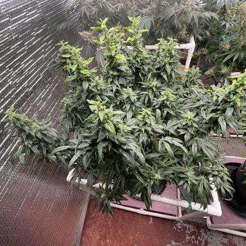 Lucyfur growlog timeline photo