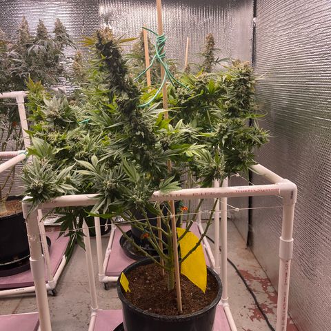Harle Quin growlog timeline photo