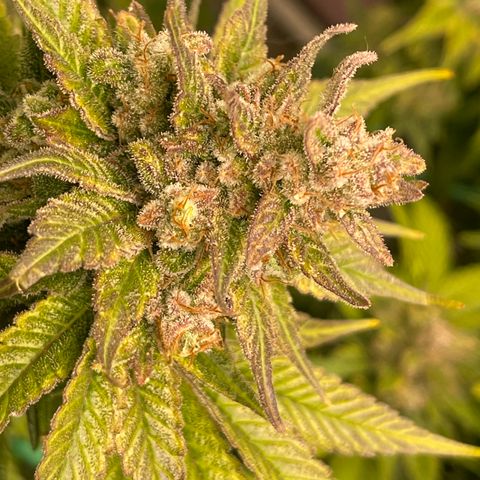 Harle Quin growlog timeline photo