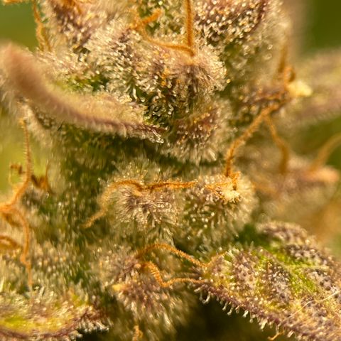 Harle Quin growlog timeline photo