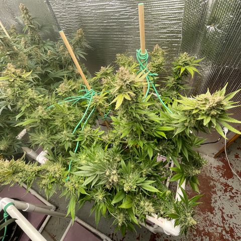 Harle Quin growlog timeline photo