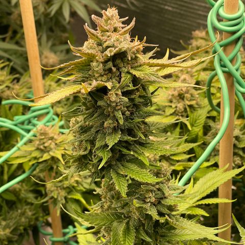 Harle Quin growlog timeline photo