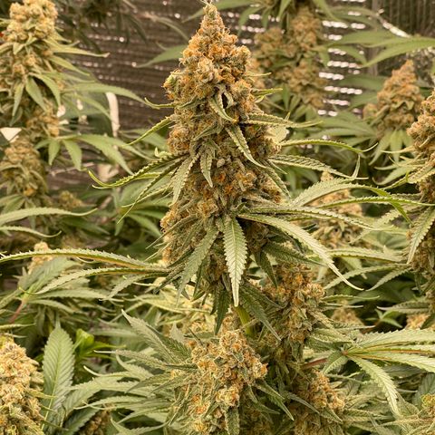 GI Jane growlog timeline photo