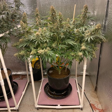 GI Jane growlog timeline photo
