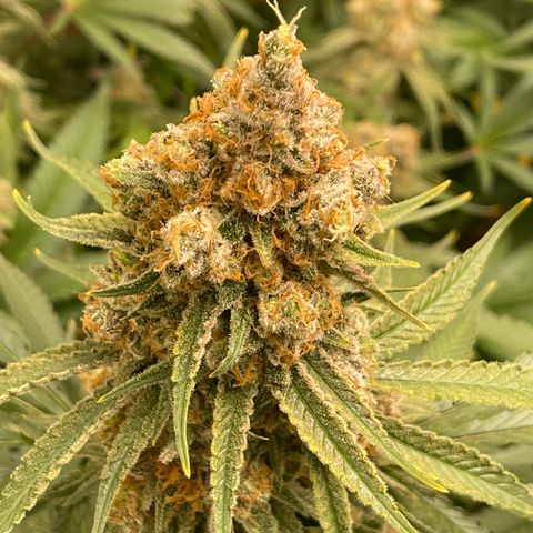 GI Jane growlog timeline photo