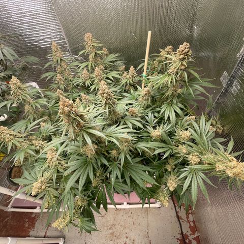 GI Jane growlog timeline photo