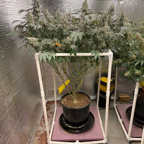 Princess Grodd growlog timeline photo
