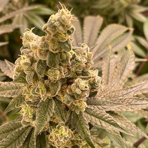 Princess Grodd growlog timeline photo