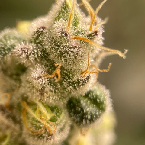 Princess Grodd growlog timeline photo