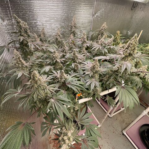 Princess Grodd growlog timeline photo