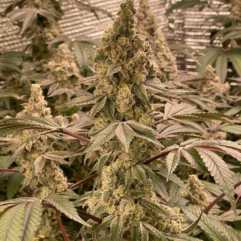 Princess Grodd growlog timeline photo