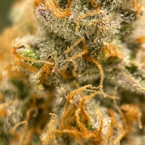 GI Jane growlog timeline photo